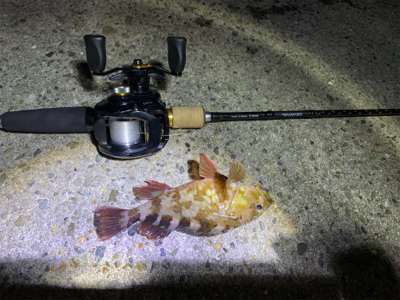 アジ、サバ、太刀魚、ガシラ