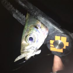 潮の動きは大事だねアジング