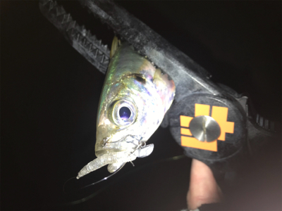 潮の動きは大事だねアジング