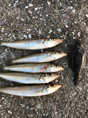 カレイ狙いのキス