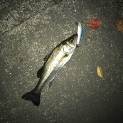 ランカーを求めて