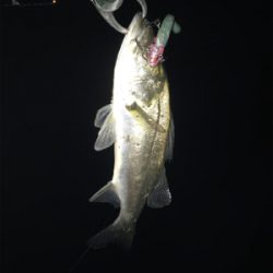 コスモスクエア釣果