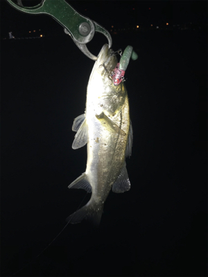 コスモスクエア釣果