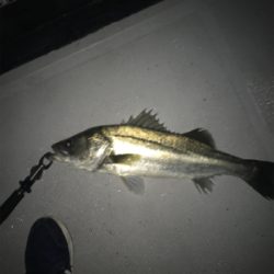 ボートシーバス