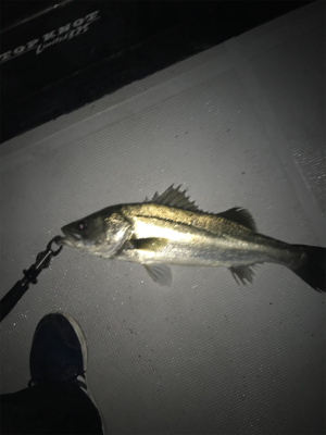 ボートシーバス