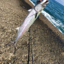 ネバってサゴシゲット