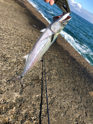 ネバってサゴシゲット