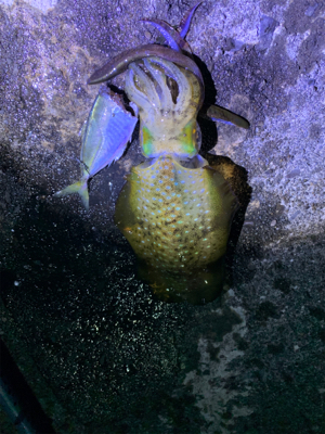 アジでイカを釣る