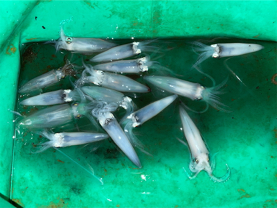 ヒイカ　エギング