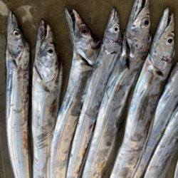 タチウオ爆釣!!指4サイズ連発!!