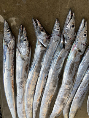 タチウオ爆釣！！指4サイズ連発！！