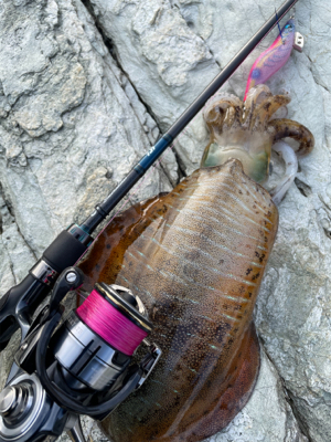 昼夜通して良型アオリイカゲット