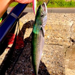 サゴシチューンの感度の良さ