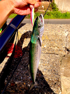 サゴシチューンの感度の良さ