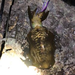 安定のアオリイカ