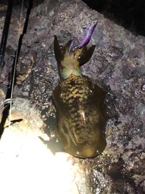 安定のアオリイカ