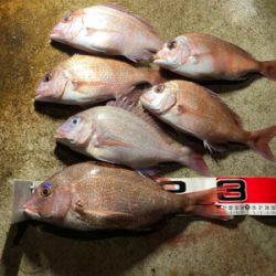 ボチボチ、かな？