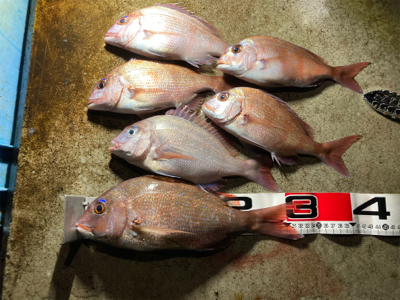 ボチボチ、かな？