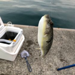 クサフグまみれ