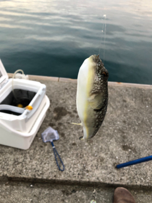 クサフグまみれ