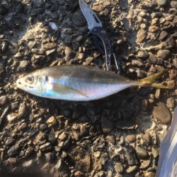 今日はアジあんまりでした〜