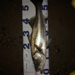 頭からがっぽり