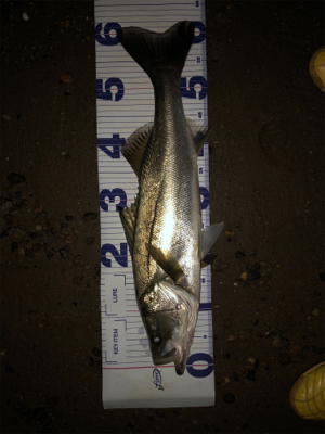 頭からがっぽり