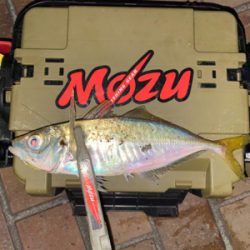 アジングは、楽しい