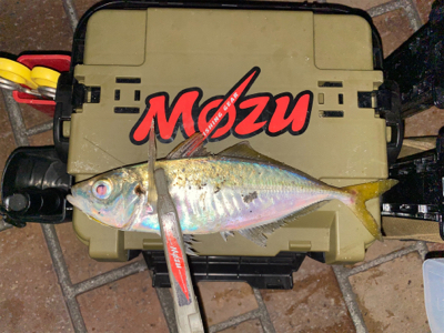 アジングは、楽しい