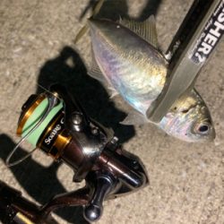 リールオーバーホール後のアジ・サバ