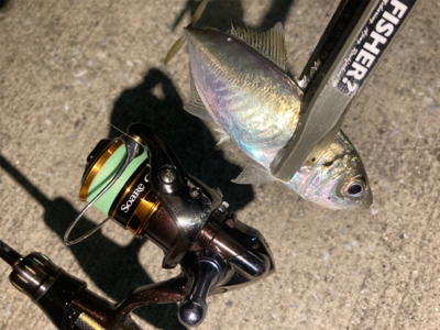 リールオーバーホール後のアジ・サバ