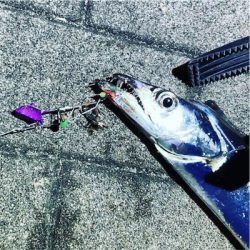 久々のタッチポン