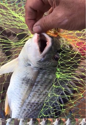 大正内港で落とし込み