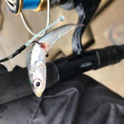 カタクチイワシだらけ