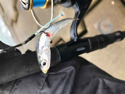 カタクチイワシだらけ