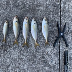 ブルーキング　最終日！