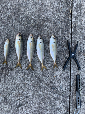 ブルーキング　最終日！