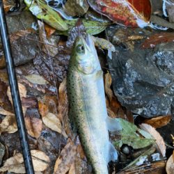 芥川　エリアトラウト