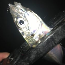 連夜のアジング