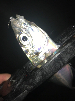 連夜のアジング