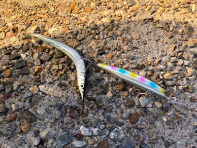 ライトショアジギとライトゲーム