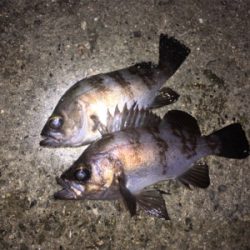 明石のメバルいい感じ