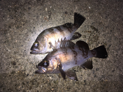 明石のメバルいい感じ