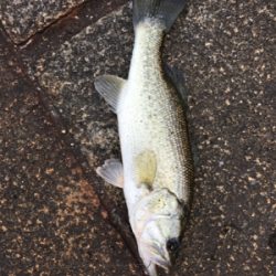 瀬田川ランガン