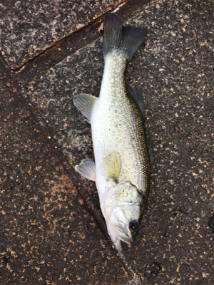 瀬田川ランガン