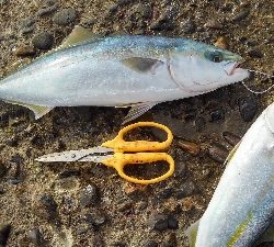 相変わらずのヘタレ釣果