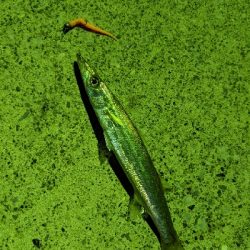 ヒイカとカマス