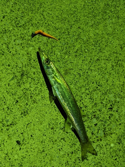 ヒイカとカマス