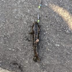 ハゼメバル釣りました