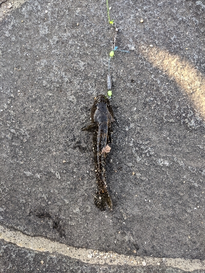 ハゼメバル釣りました